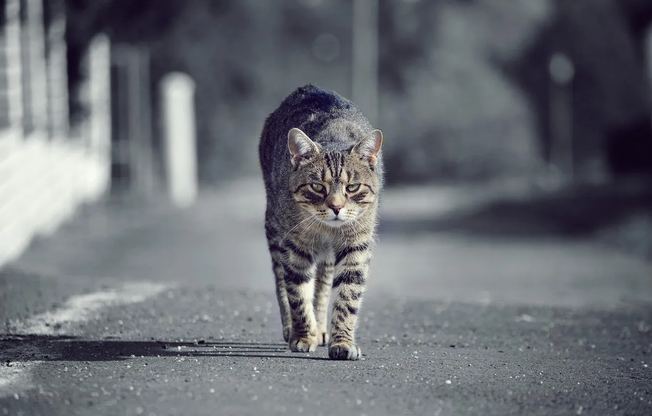 Photo wallpaper cat, look, street, wool