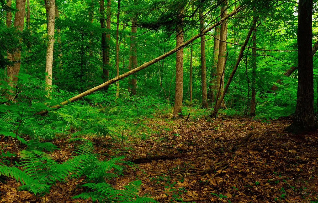 Photo wallpaper forest, leaves, thickets, deriba