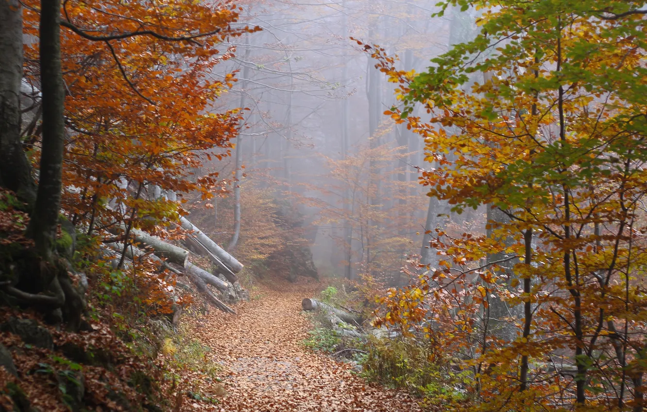 Photo wallpaper autumn, forest, leaves, trees, fog, the way, foliage