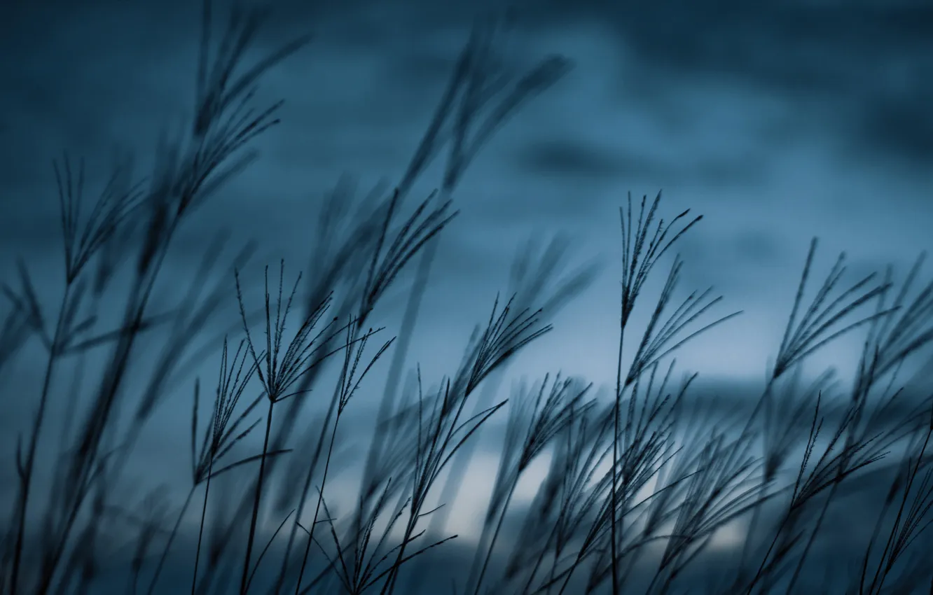 Photo wallpaper the sky, clouds, macro, clouds, nature, blue, sunrise, Rostock