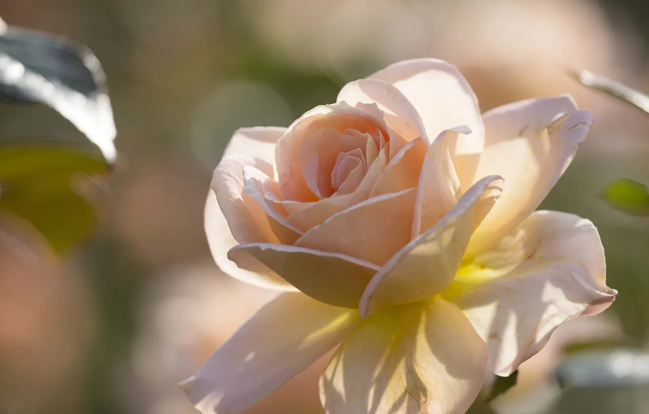 Photo wallpaper macro, roses, petals