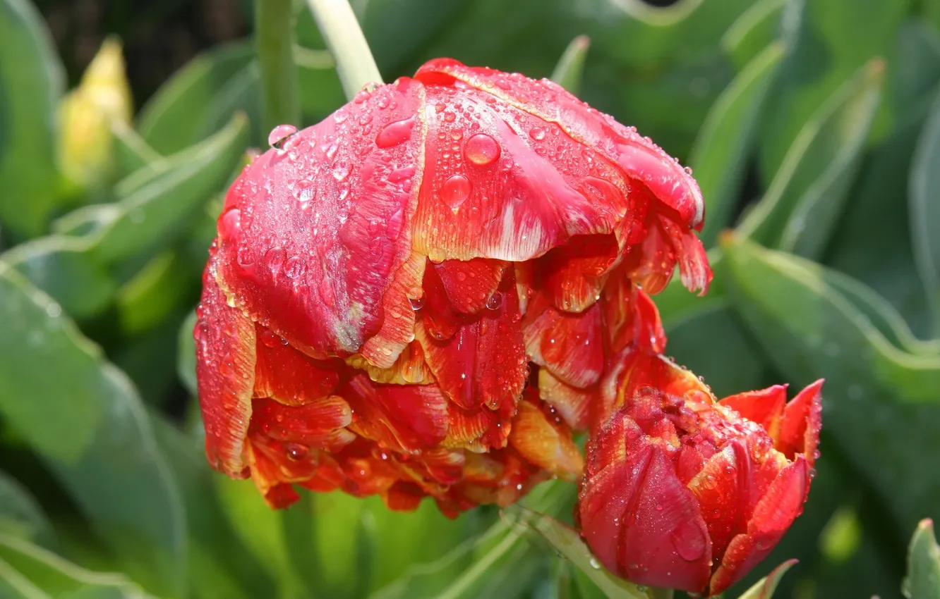 Photo wallpaper drops, macro, tulips, buds
