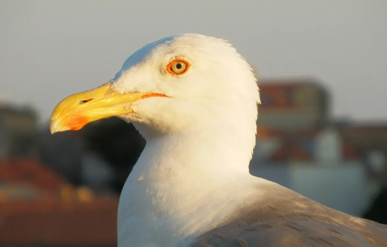 Photo wallpaper bird, coast, Seagull