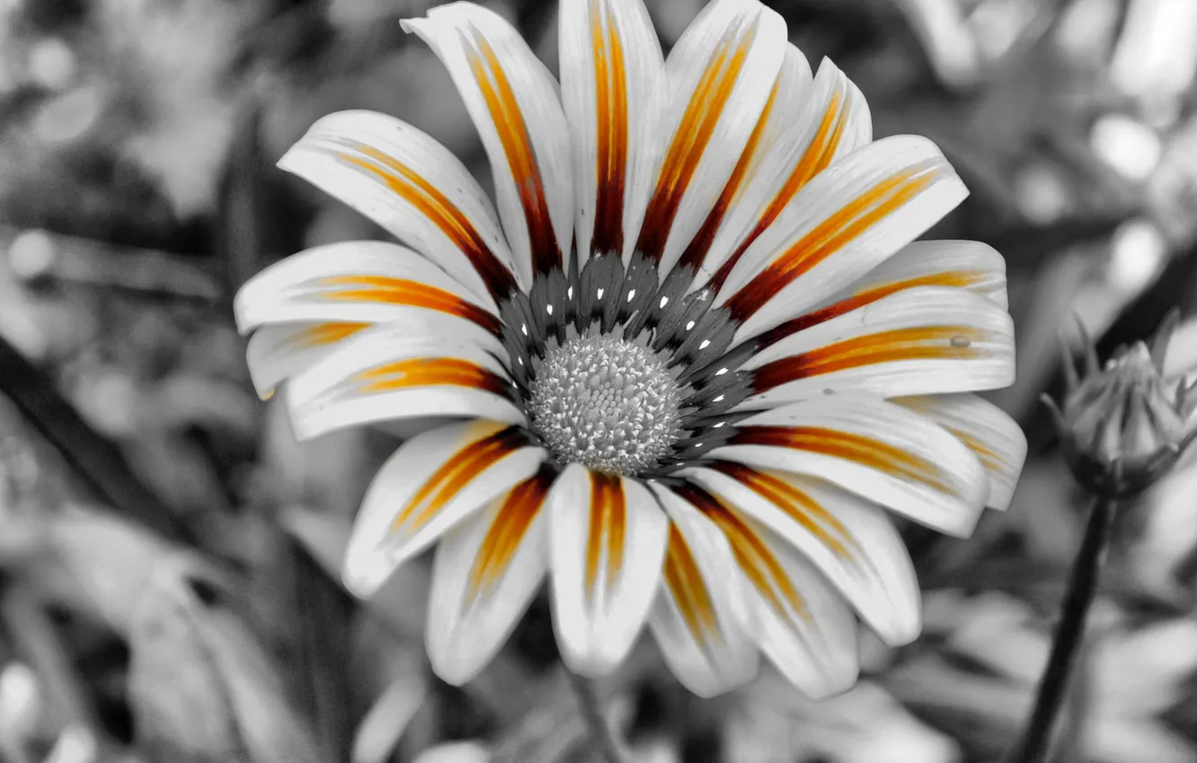 Photo wallpaper flowers, petals, black and white