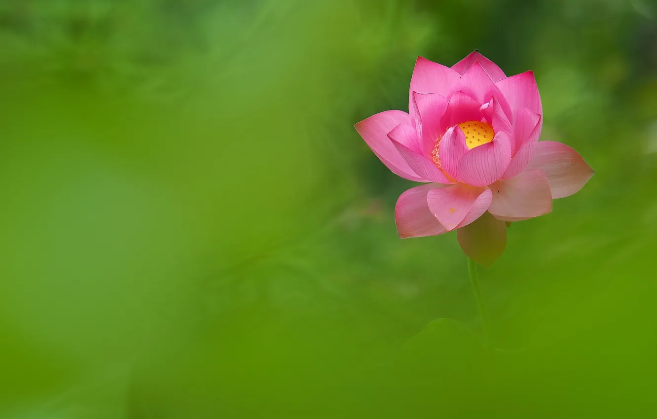 Photo wallpaper flower, pink, petals, Lotus