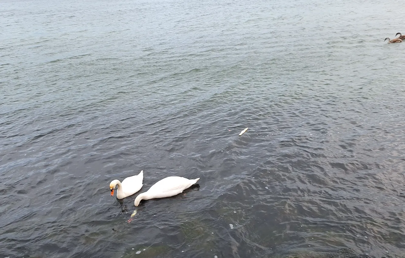 Photo wallpaper White, Sea, Swans, adults