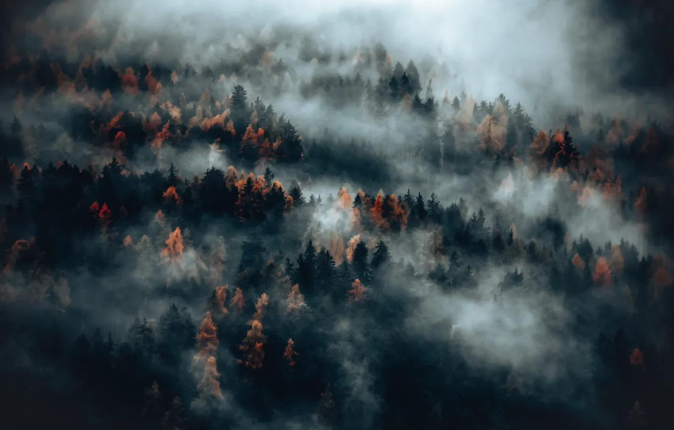 Photo wallpaper trees, nature, wood, autumn, fog, Eberhard Grossgaesteiger