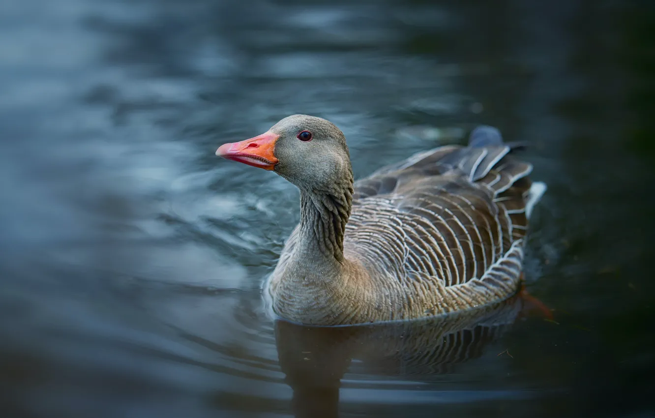 Photo wallpaper look, water, grey, background, bird, pond, goose, swimming