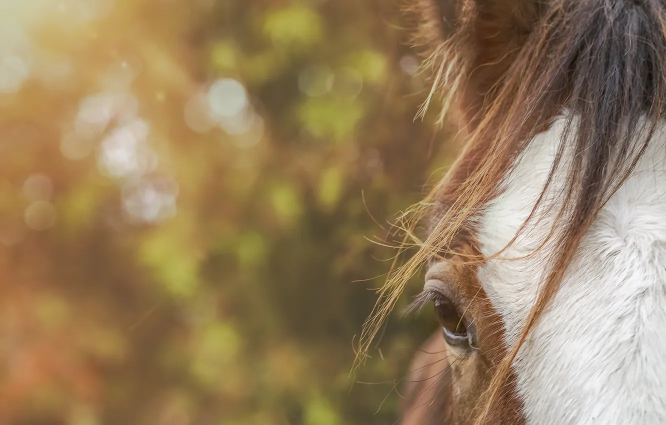Photo wallpaper eyes, background, horse