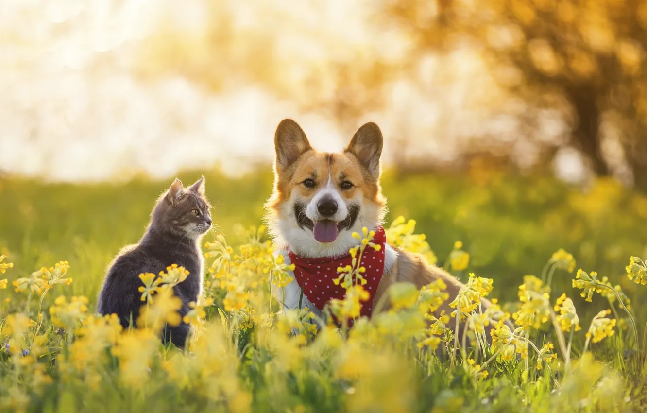 Photo wallpaper language, cat, summer, cat, look, light, flowers, yellow