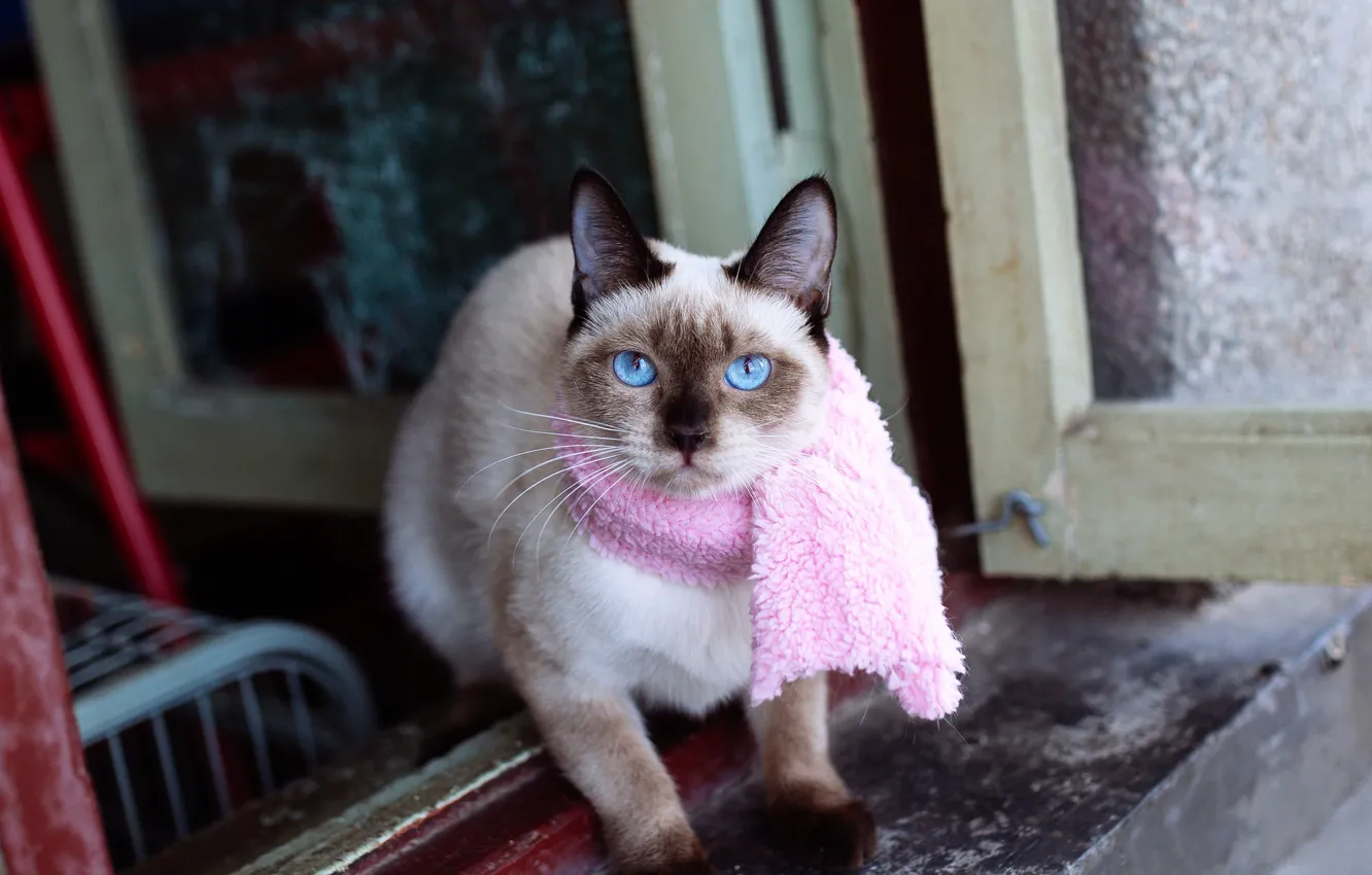 Photo wallpaper cat, look, pink, scarf, window, blue eyes, face, scarf
