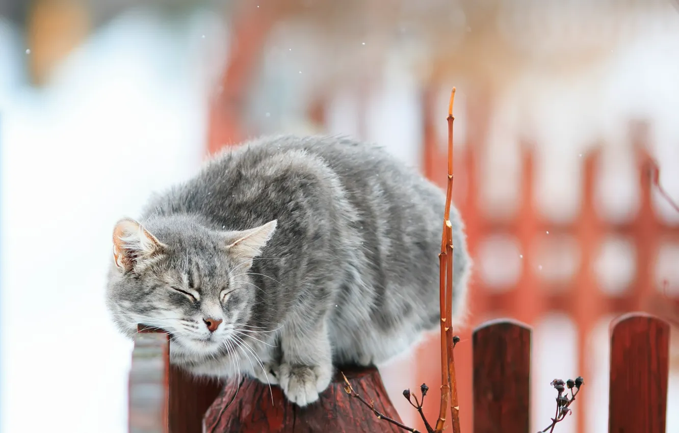 Photo wallpaper cat, cat, branches, the fence, bokeh