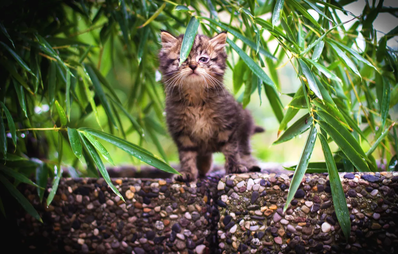 Photo wallpaper cat, summer, leaves, branches, nature, stones, grey, baby