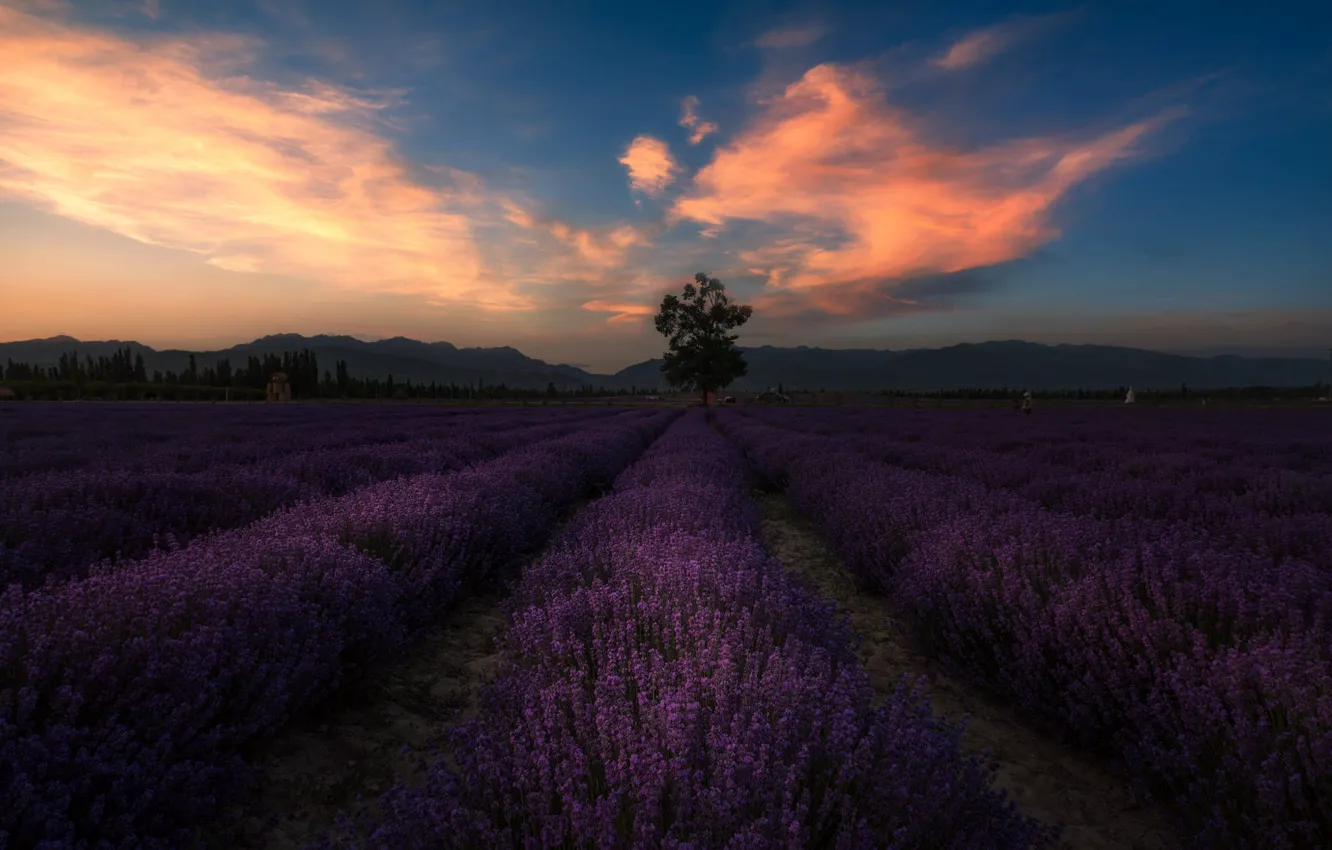 Photo wallpaper flowers, lavender, lavender field