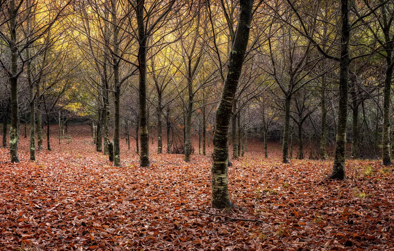 Photo wallpaper autumn, forest, leaves