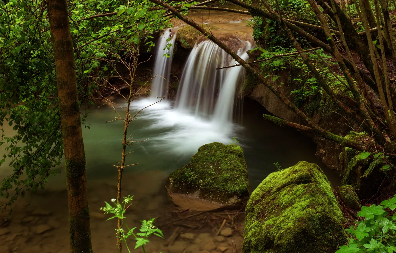 Photo wallpaper shore, boulders, leaves, greens, trunk, stream, branches, nature