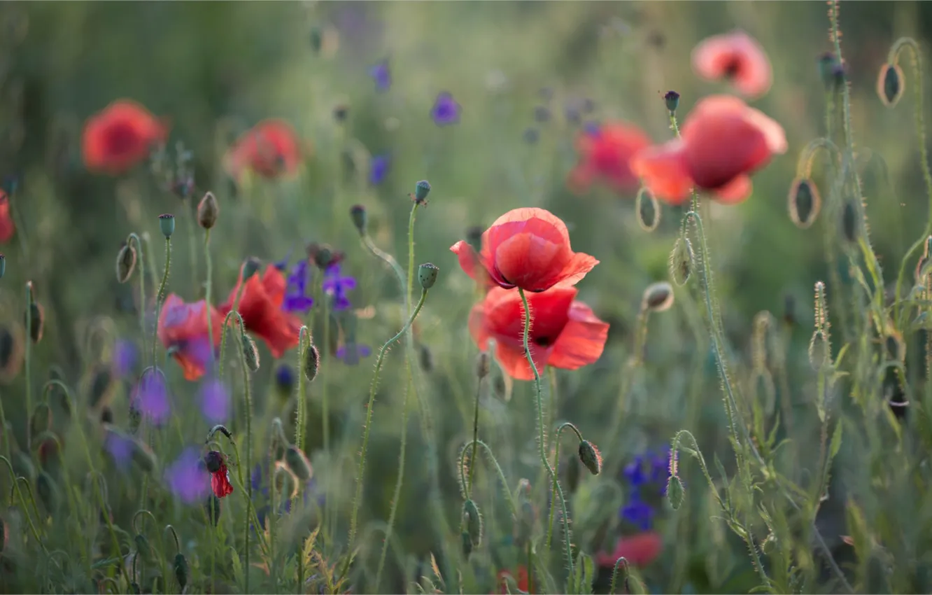 Photo wallpaper Maki, meadow, cornflowers