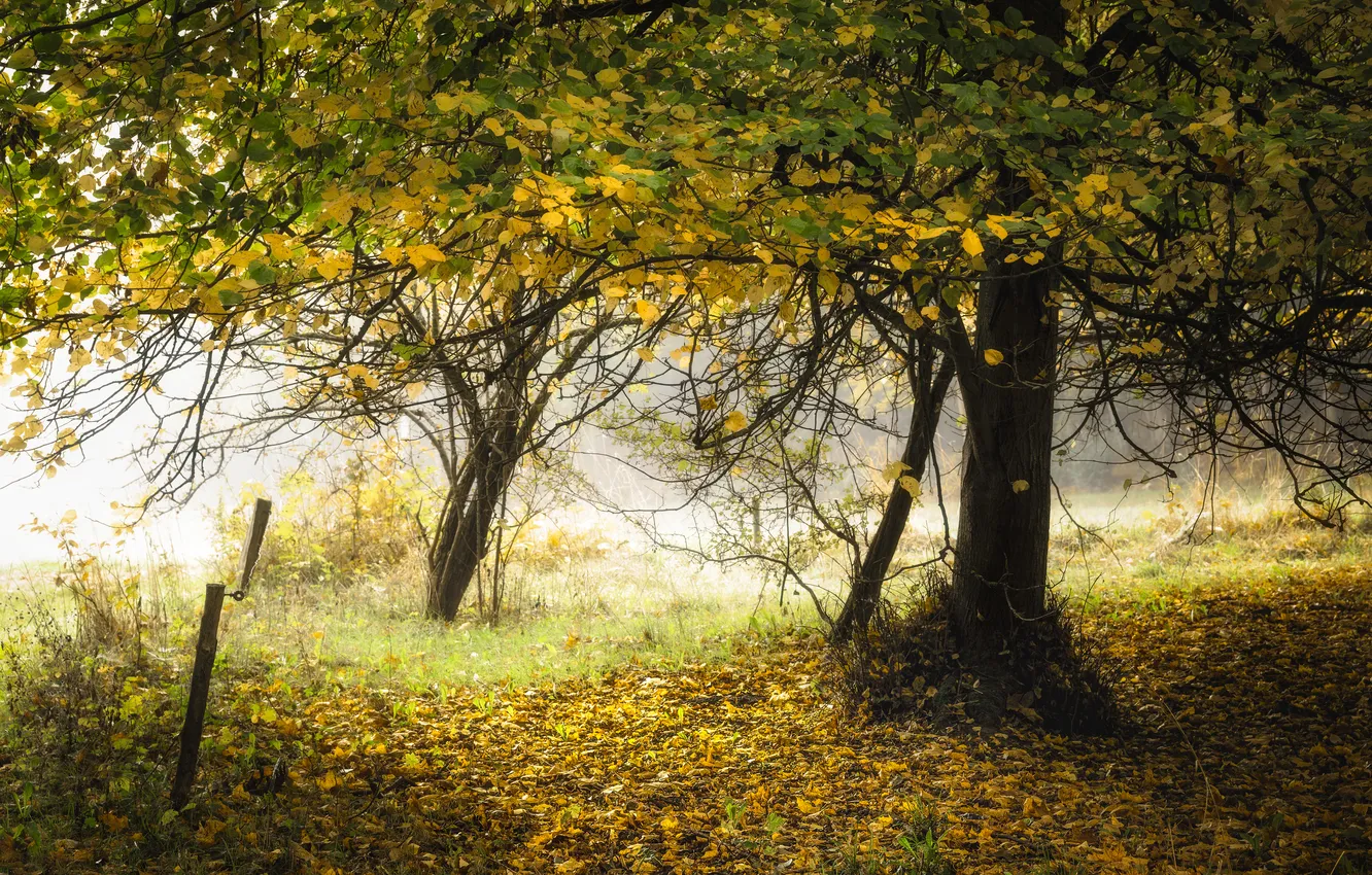Photo wallpaper autumn, forest, trees, Park, branch, foliage, crown