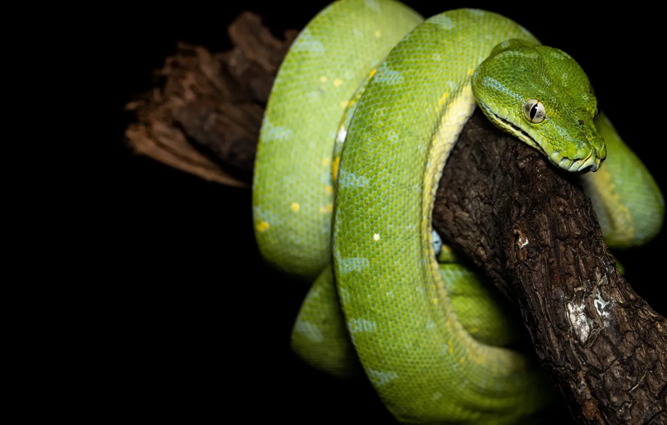 Photo wallpaper snake, branch, Python, black background