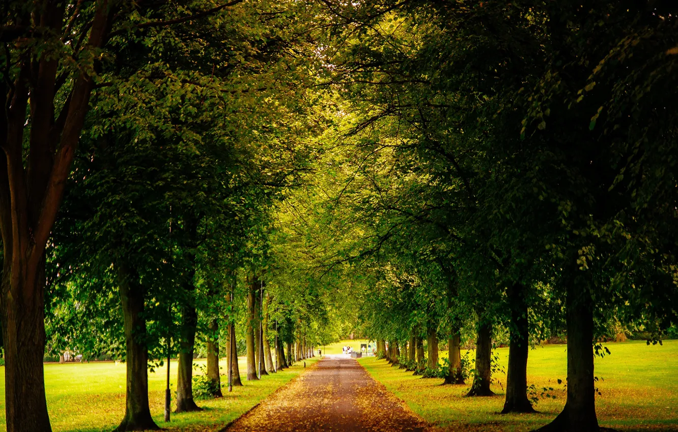 Photo wallpaper road, leaves, trees, yellow, green, Park, England, UK