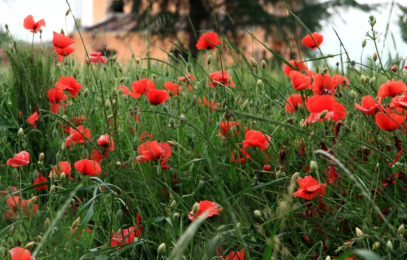 Photo wallpaper field, grass, flowers, Maki, home