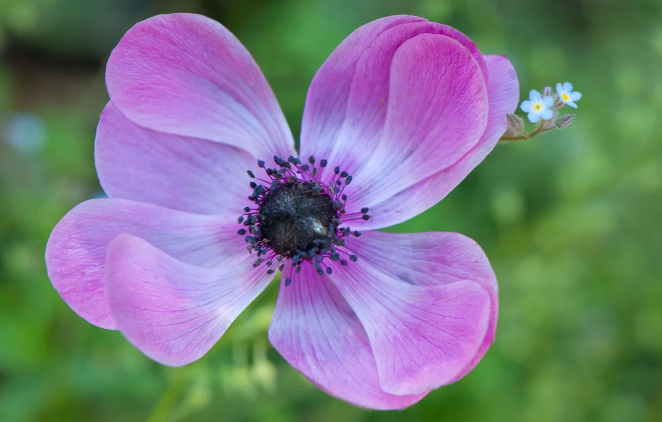 Photo wallpaper flower, nature, petals