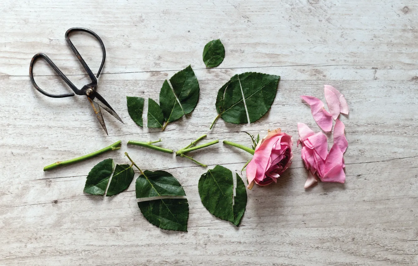 Photo wallpaper flower, rose, scissors