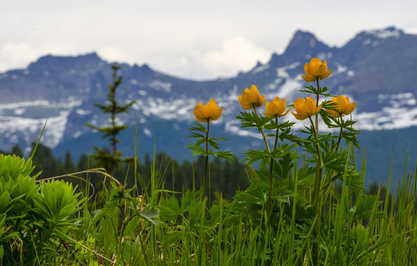 Photo wallpaper flowers, mountains, globeflowers