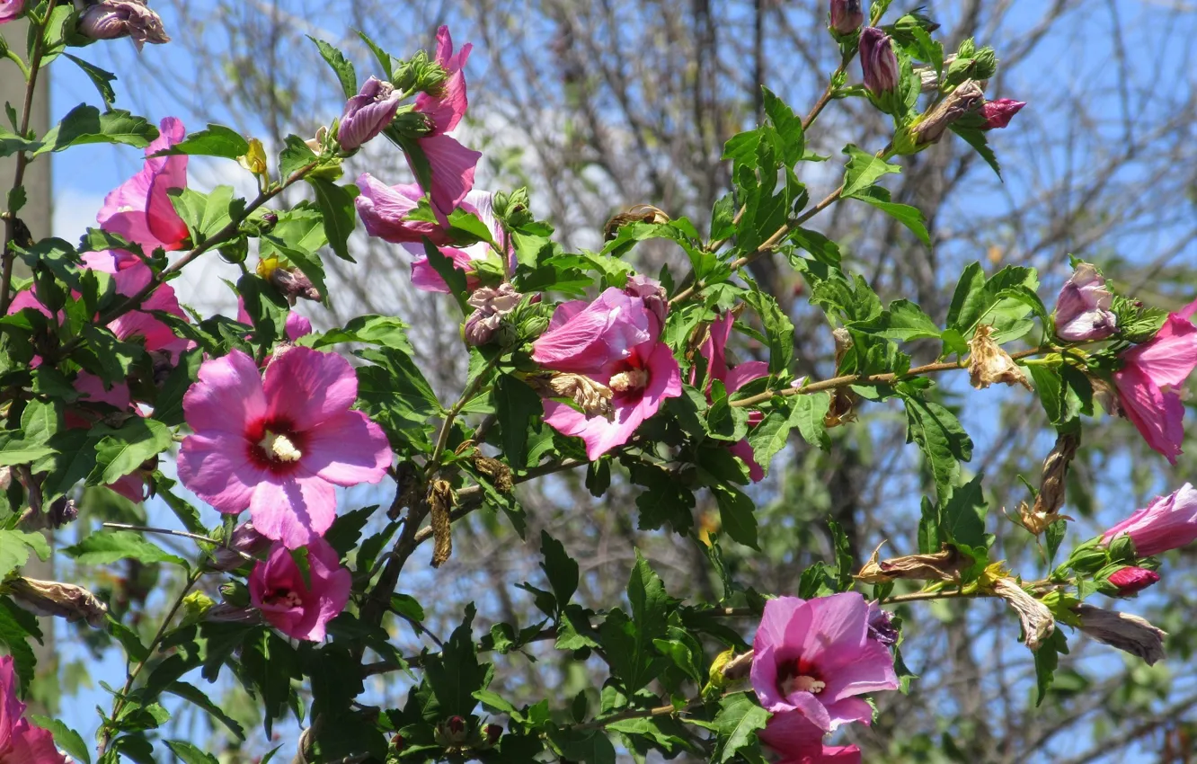 Photo wallpaper flowers, the bushes, Meduzanol ©, Summer 2018