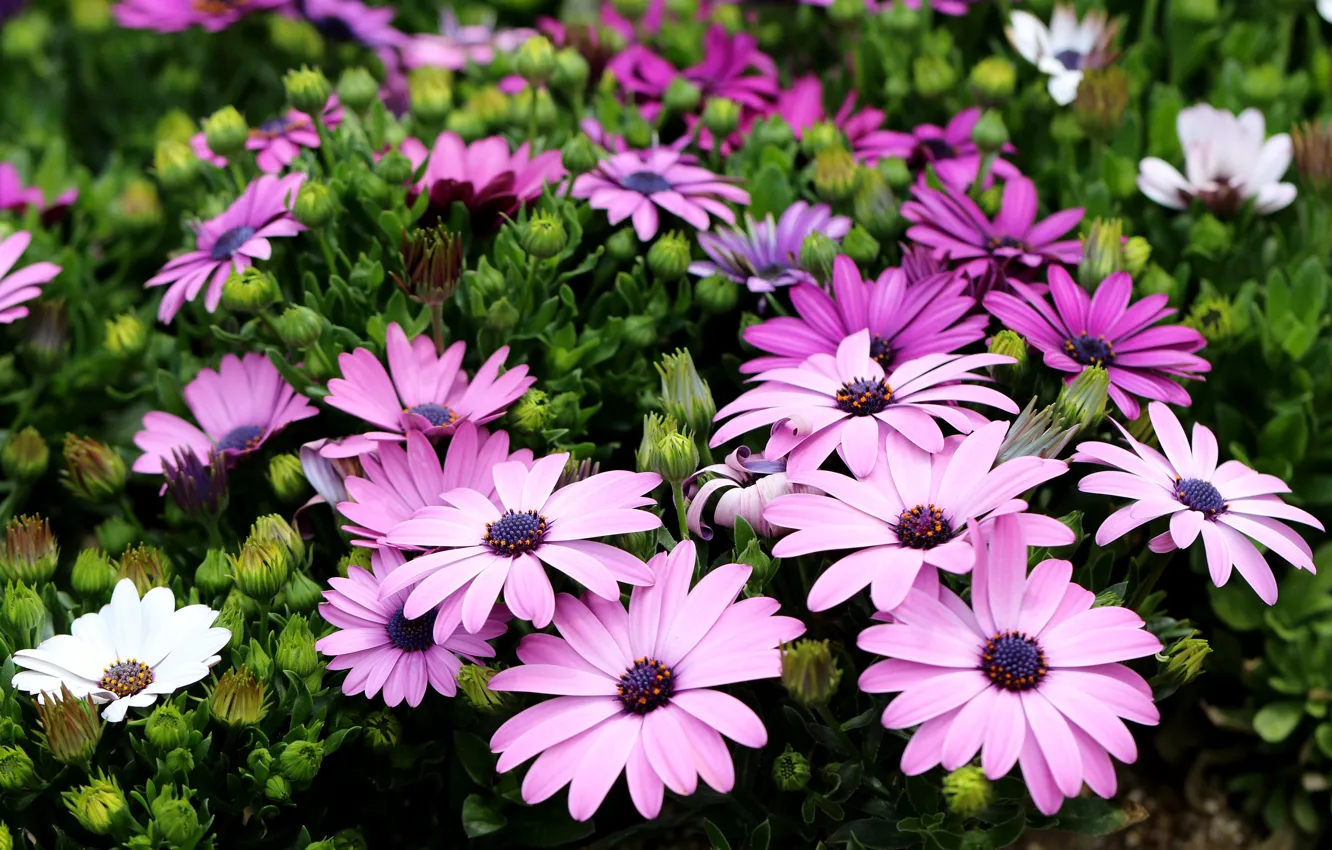 Photo wallpaper flowers, garden, pink, flowerbed, lilac, osteospermum