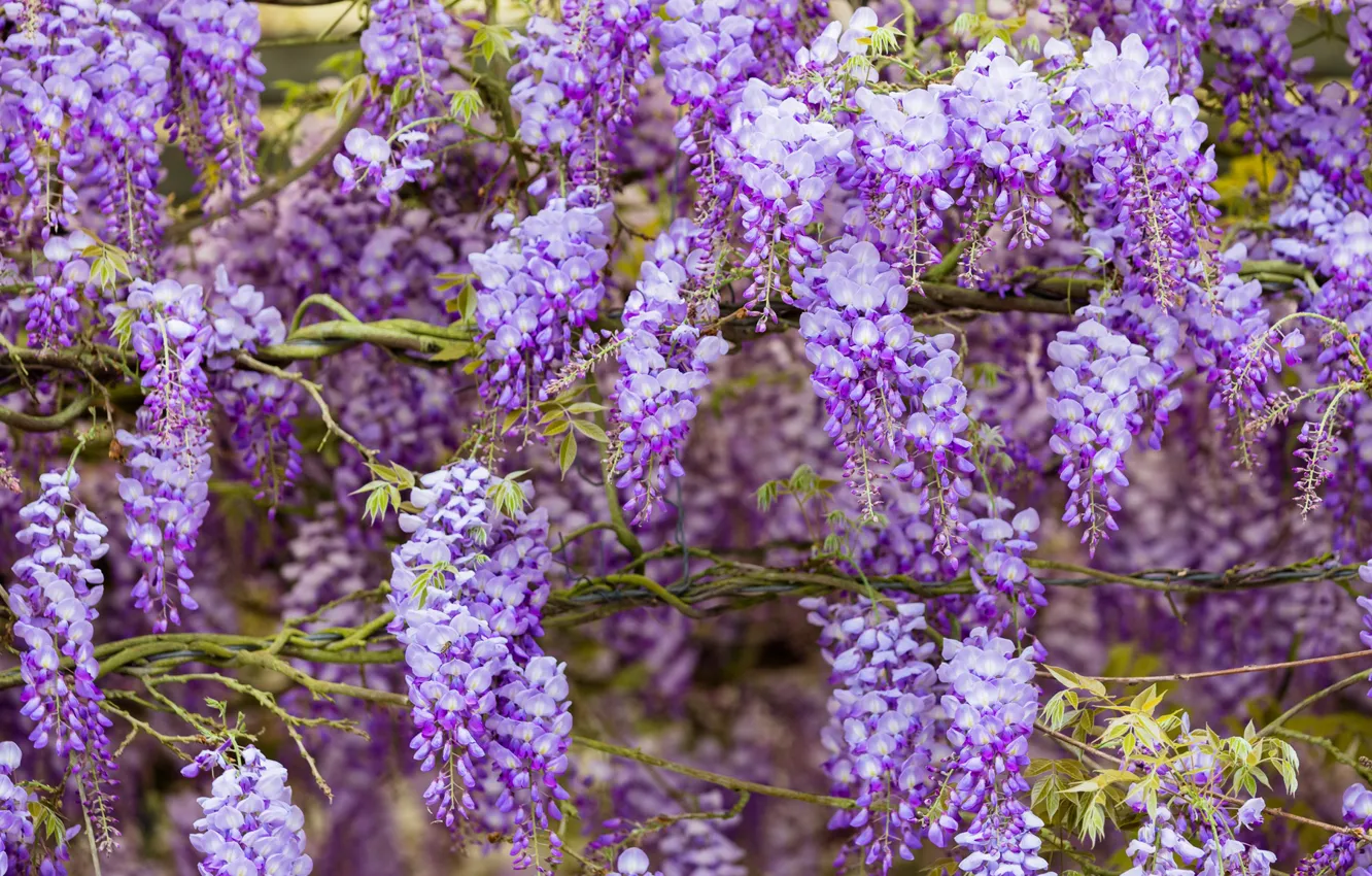 Photo wallpaper flowers, branches, nature, background, color, beauty, spring, stem