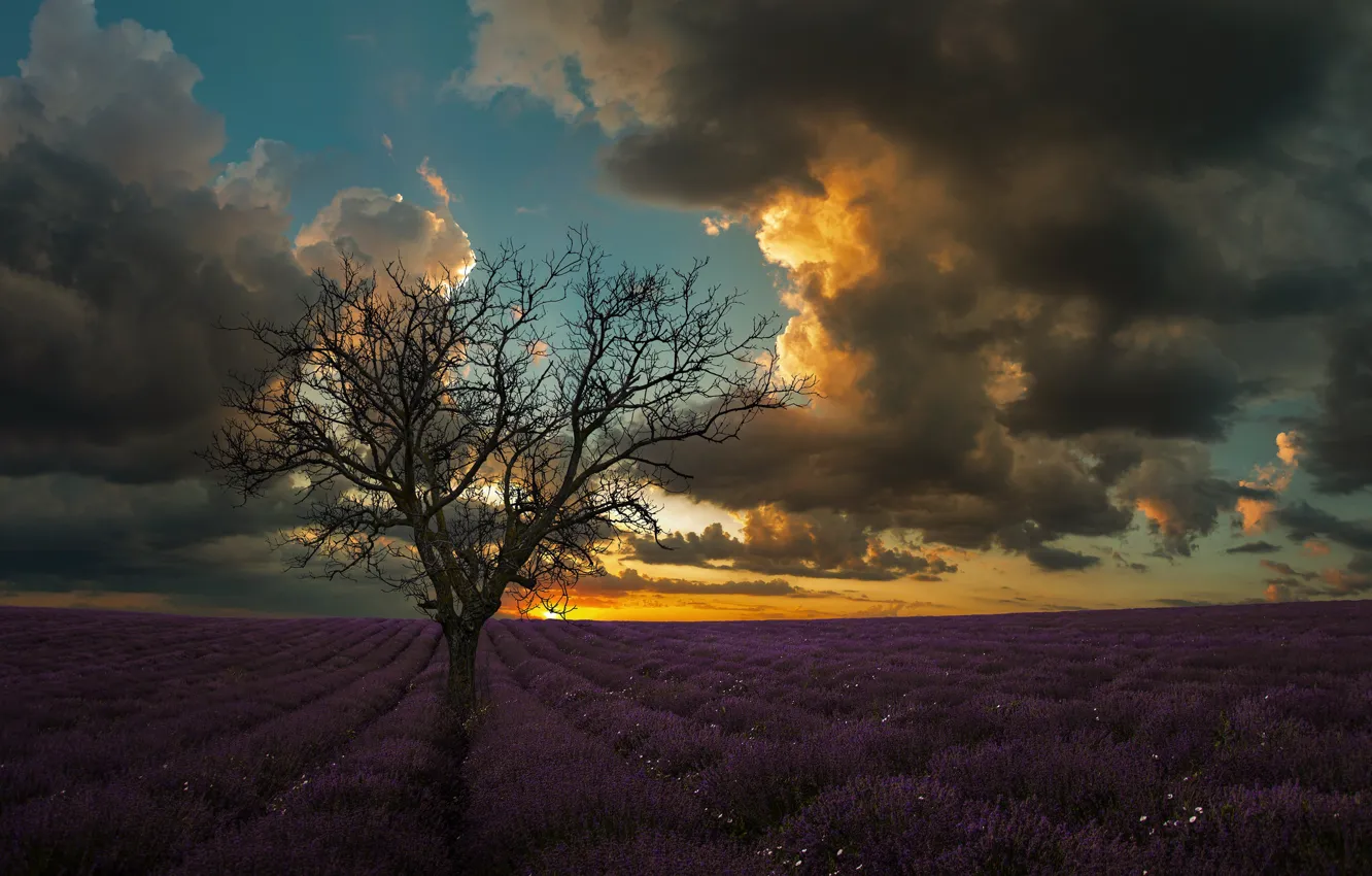 Photo wallpaper field, trees, flowers, clouds, the evening, lavender