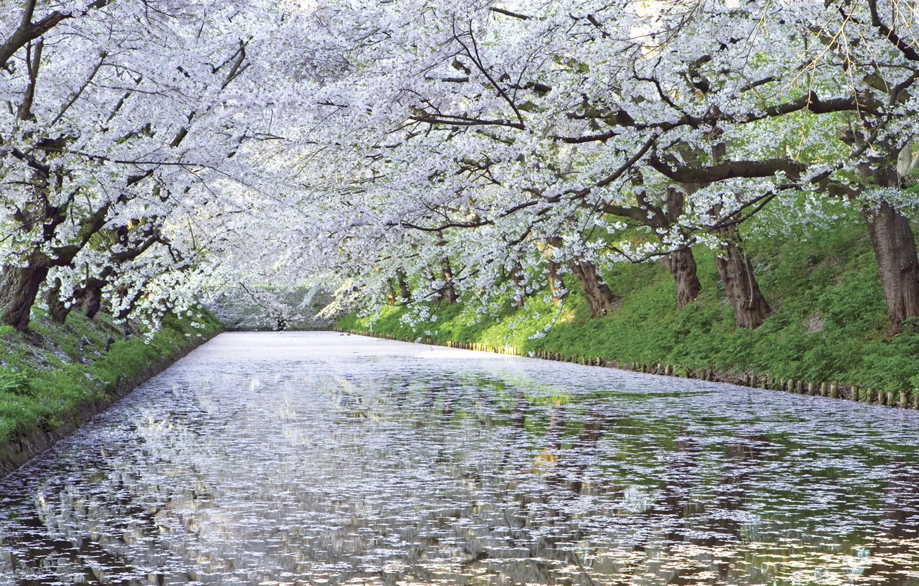 Photo wallpaper cherry, river, tree, Japan, Sakura, blooms