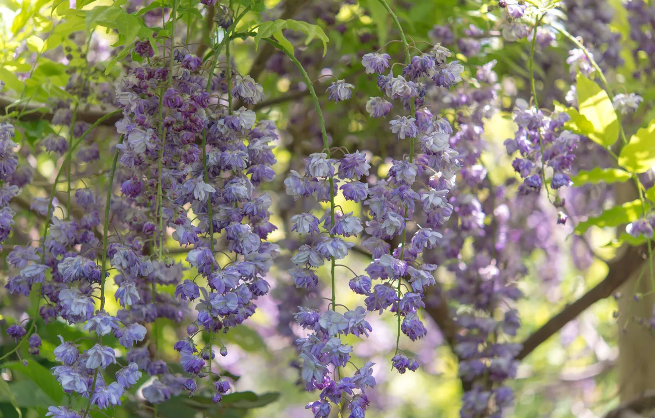 Photo wallpaper macro, branches, brush, inflorescence, Wisteria, Wisteria