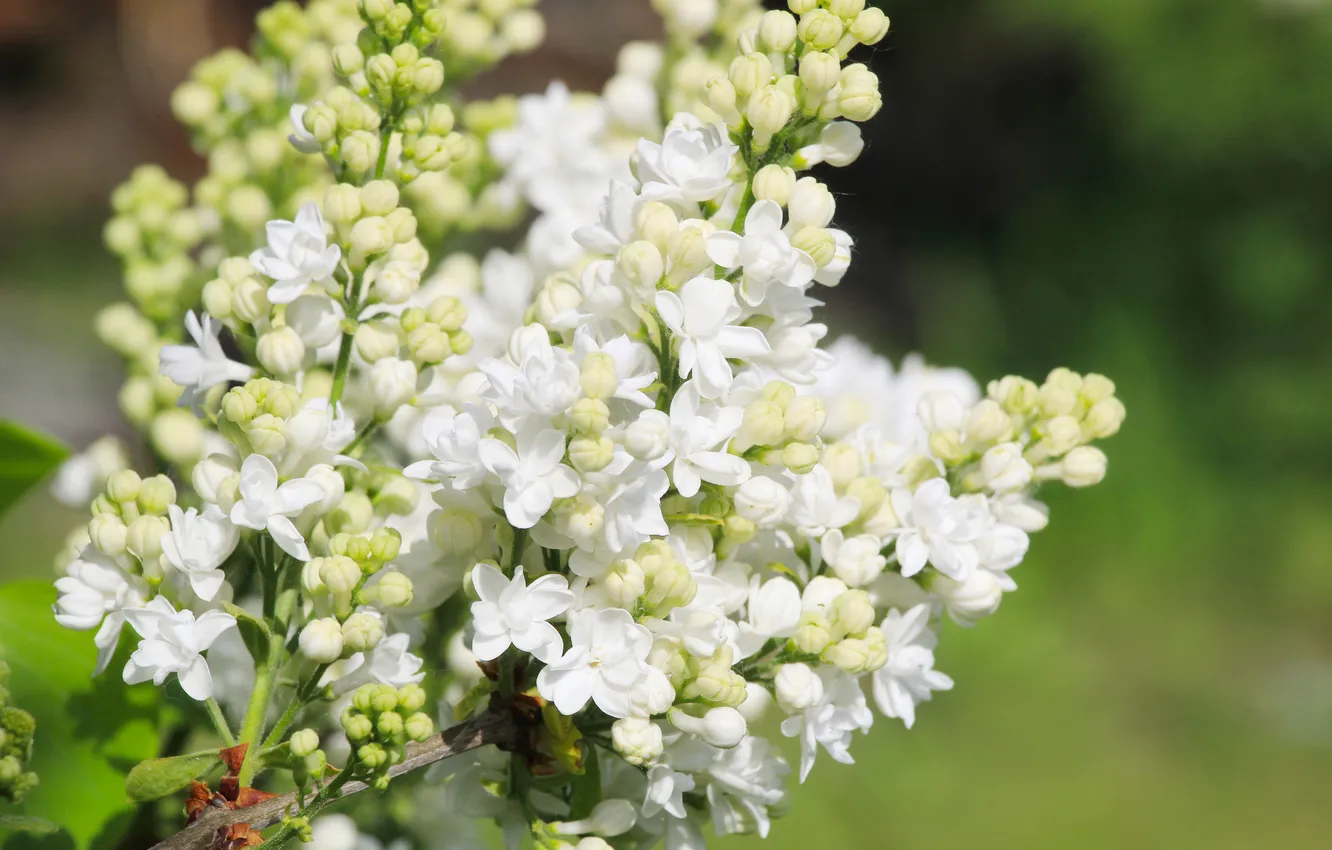 Photo wallpaper white, flower, spring, lilac, blooming
