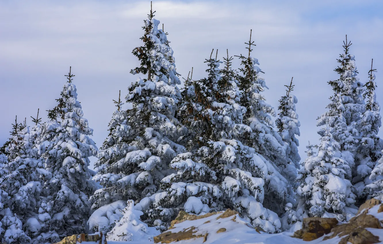Photo wallpaper winter, snow, trees, nature, stones, ate, Andrey Sharapov