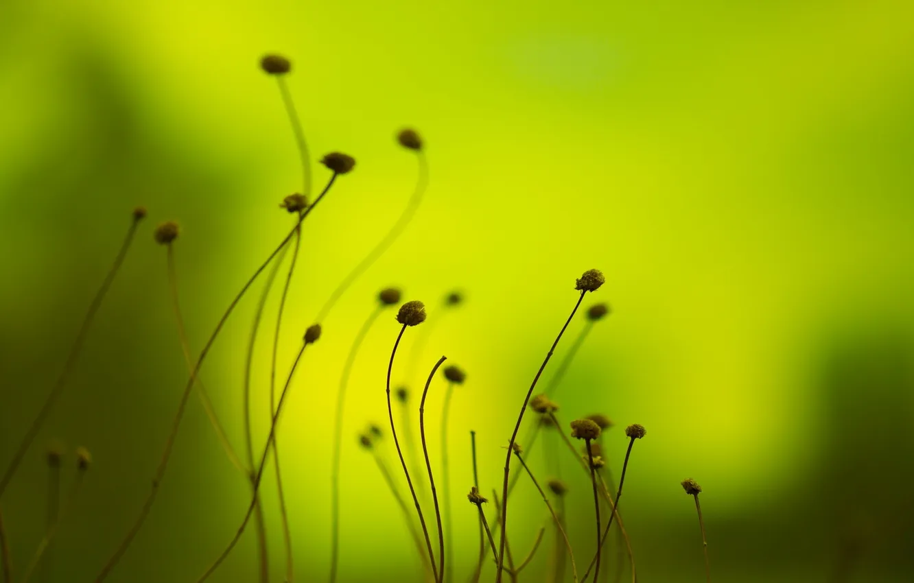 Photo wallpaper flowers, nature, spring