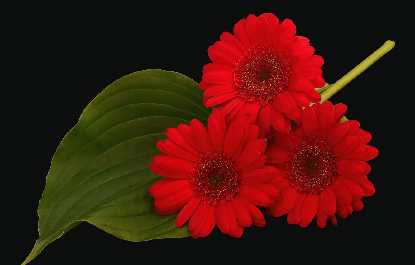 Photo wallpaper red, leaf, petals, trio, gerbera, black background