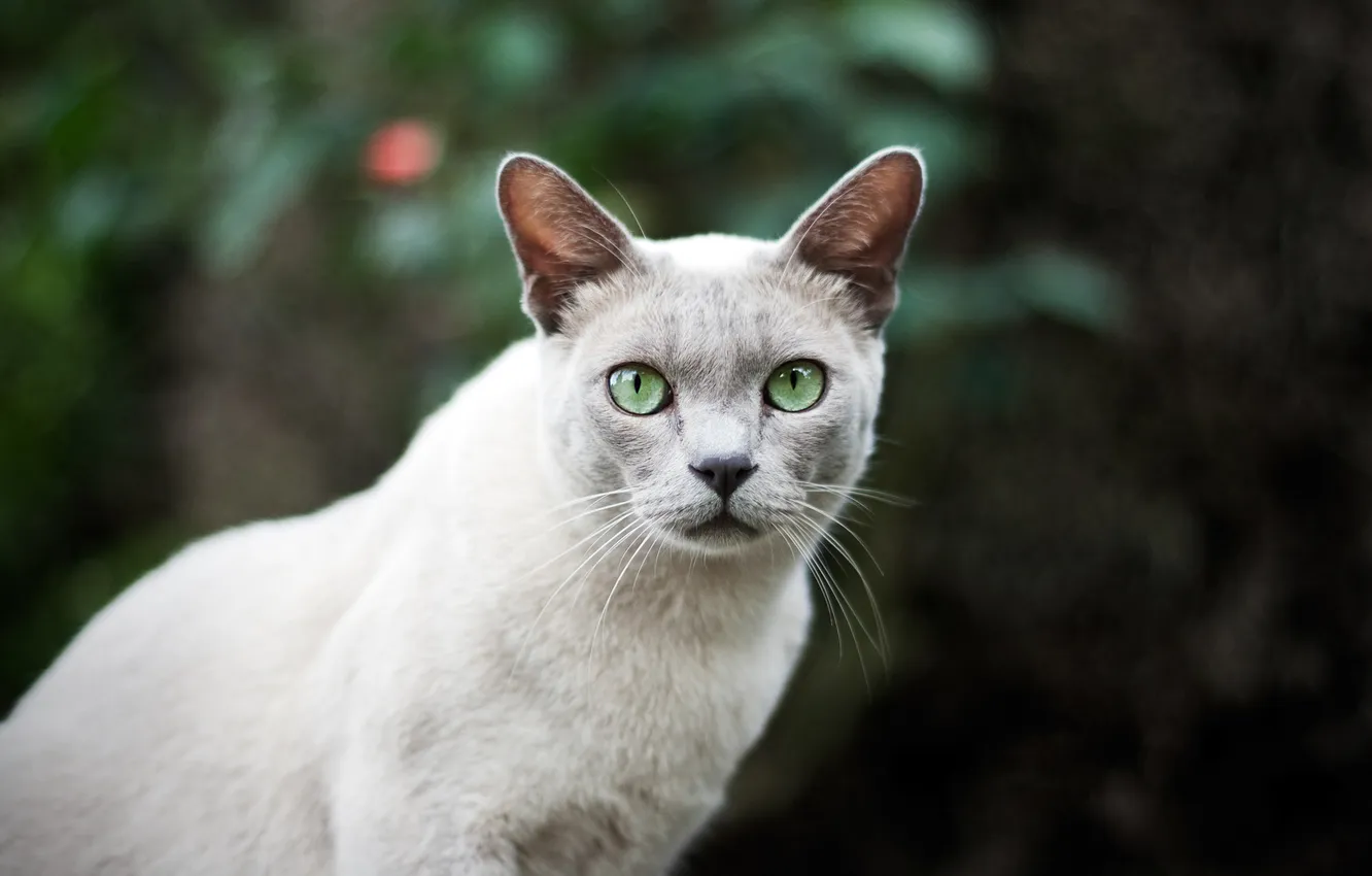 Photo wallpaper cat, eyes, cat, wool