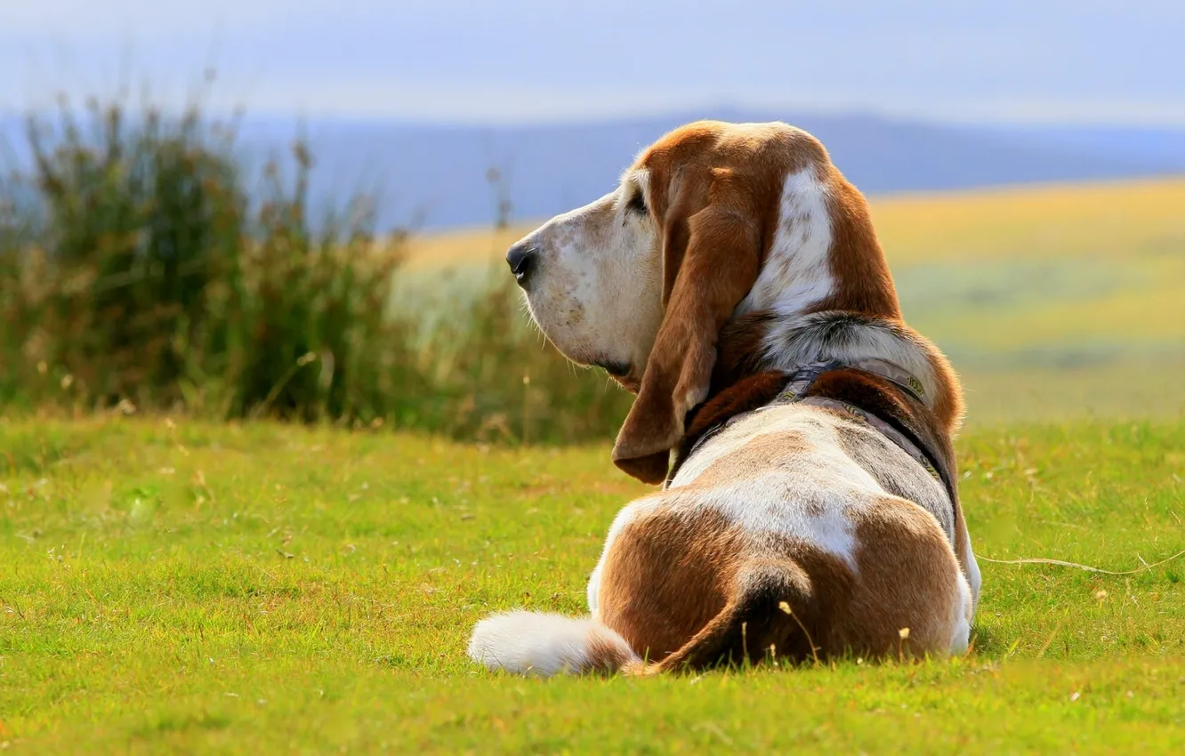 Photo wallpaper dog, dog, The Basset hound