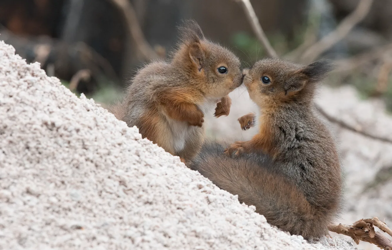 Photo wallpaper kiss, a couple, proteins, cubs, squirrels