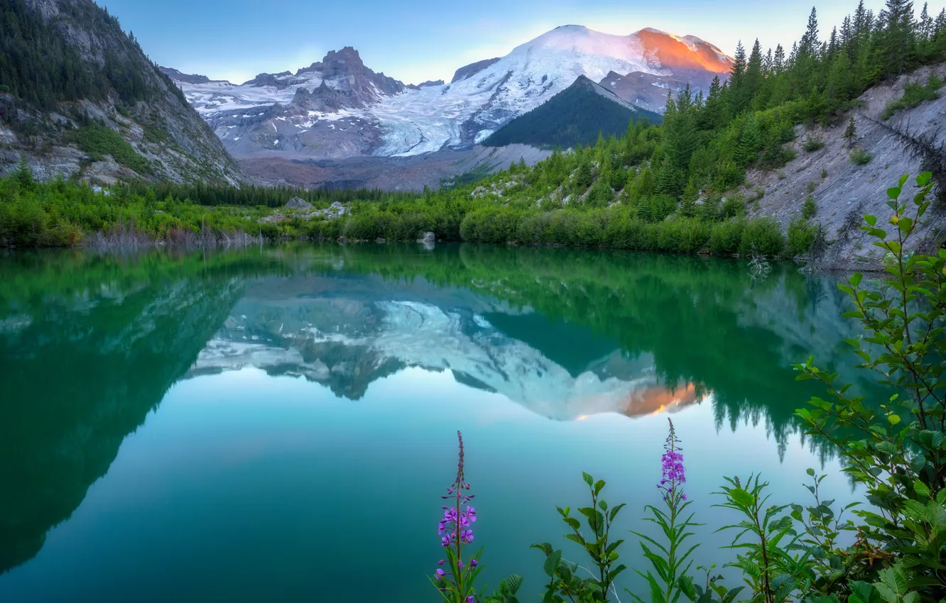 Photo wallpaper flowers, reflection, mountains, shore, pond, Ivan-tea, lake, vegetation