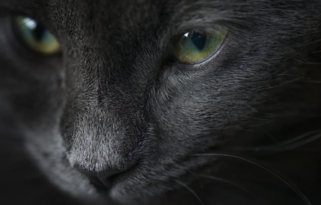 Photo wallpaper cat, cat, look, grey, portrait