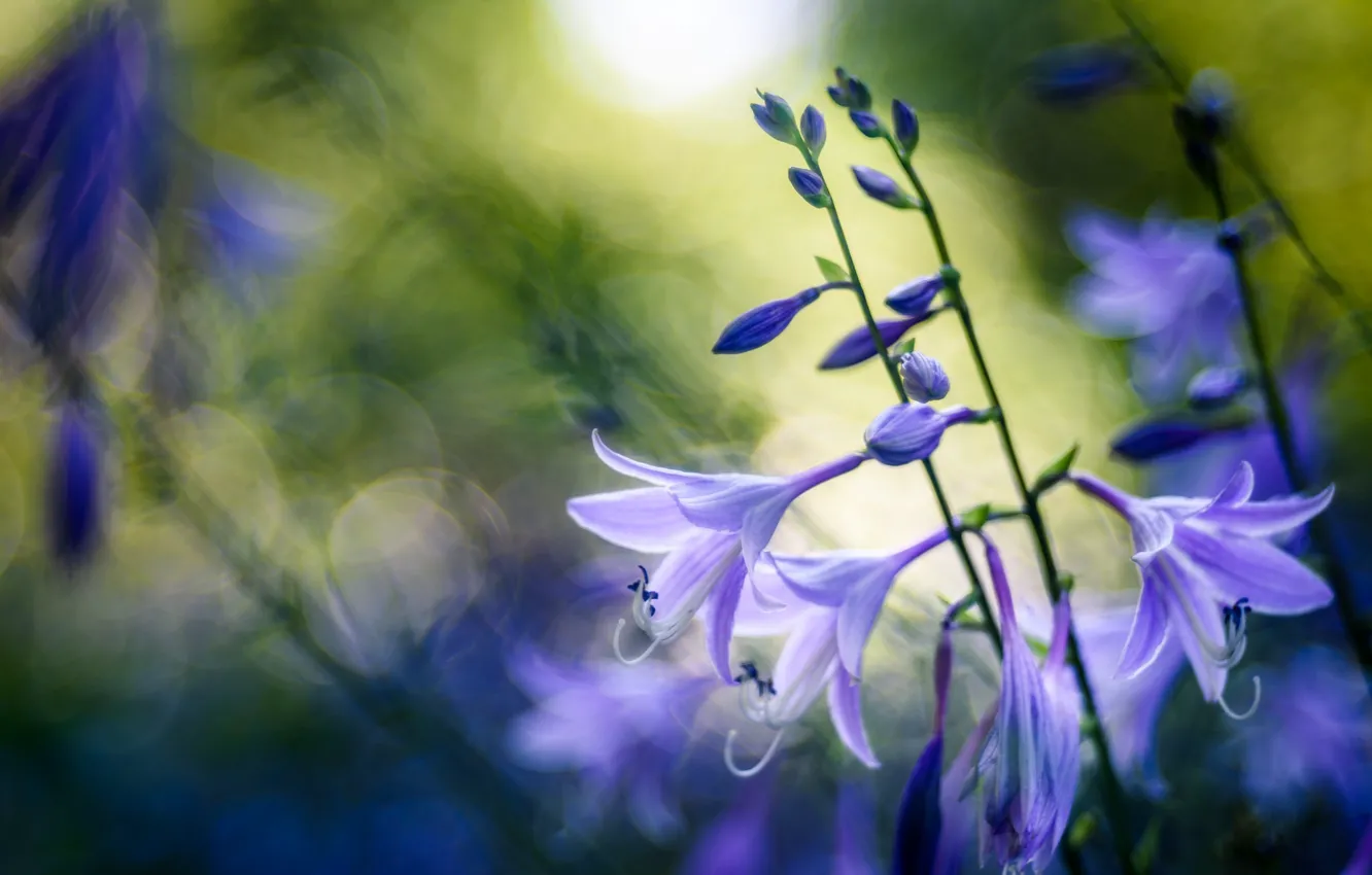 Photo wallpaper macro, lilac, Agapanthus