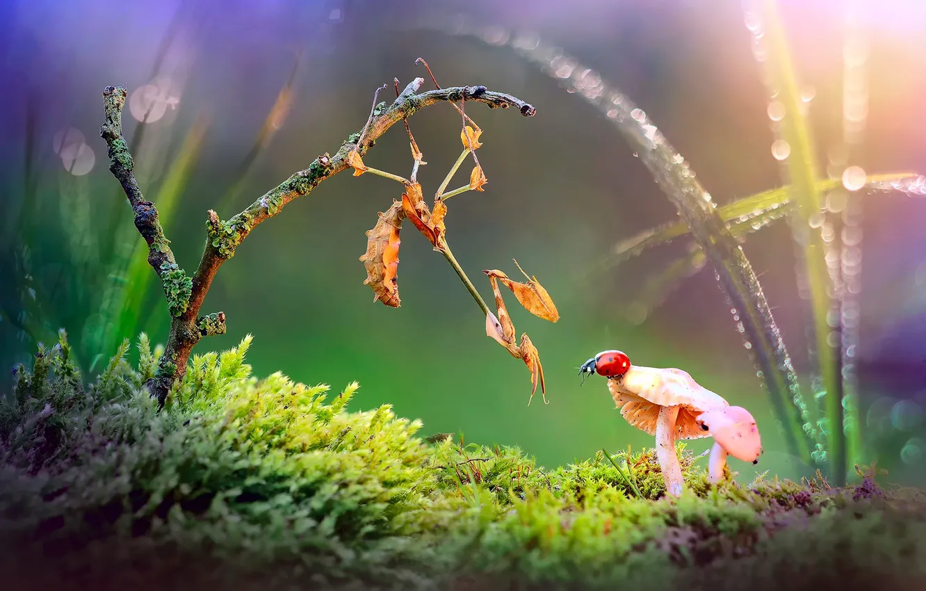Photo wallpaper grass, light, branches, Rosa, glare, mushrooms, ladybug, moss