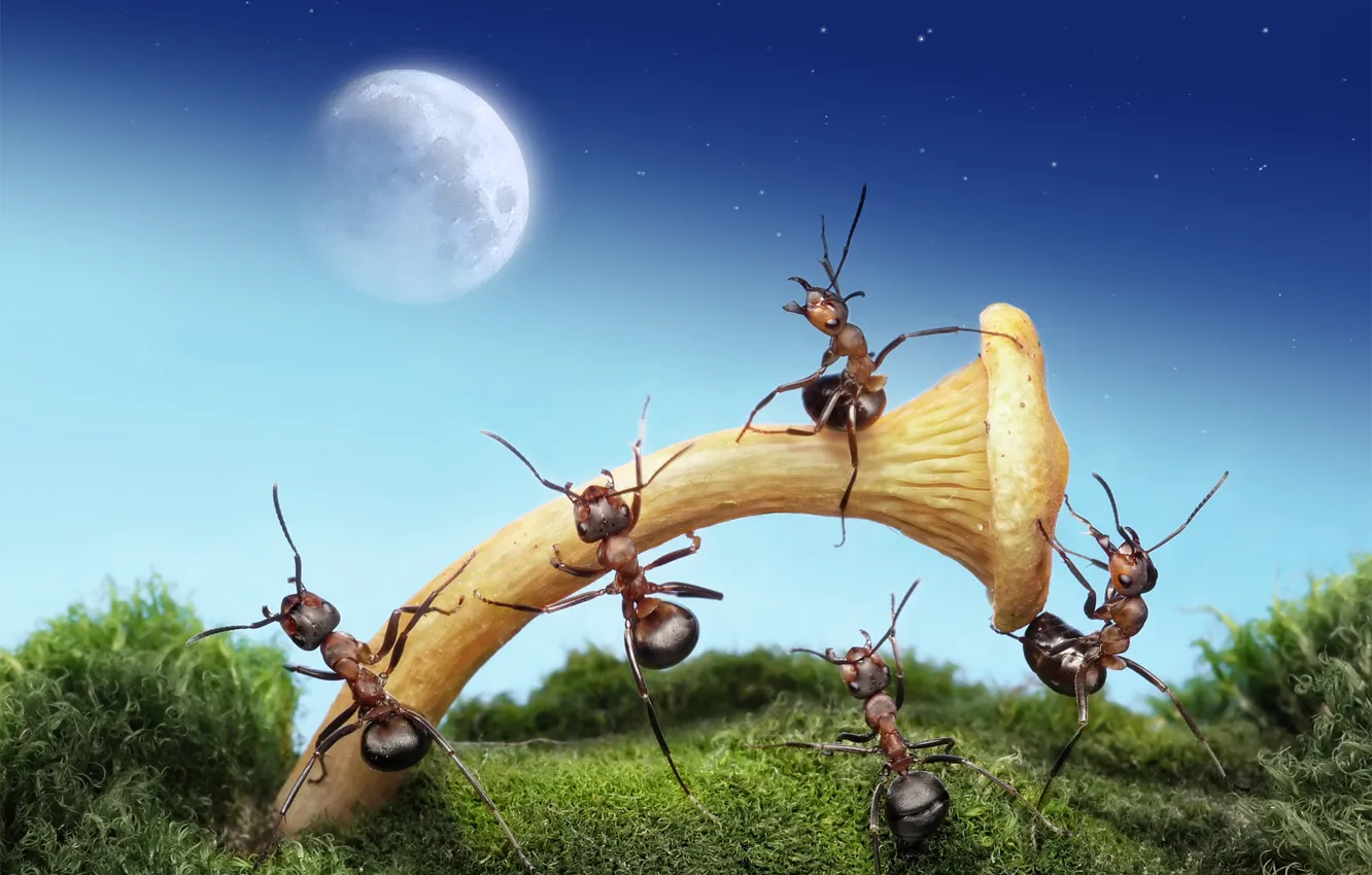 Photo wallpaper macro, night, insects, the moon, mushroom, the situation, ants, Wallpaper from lolita777
