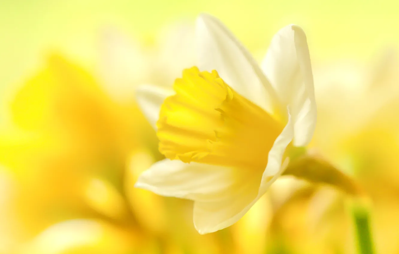 Photo wallpaper macro, yellow, daffodils