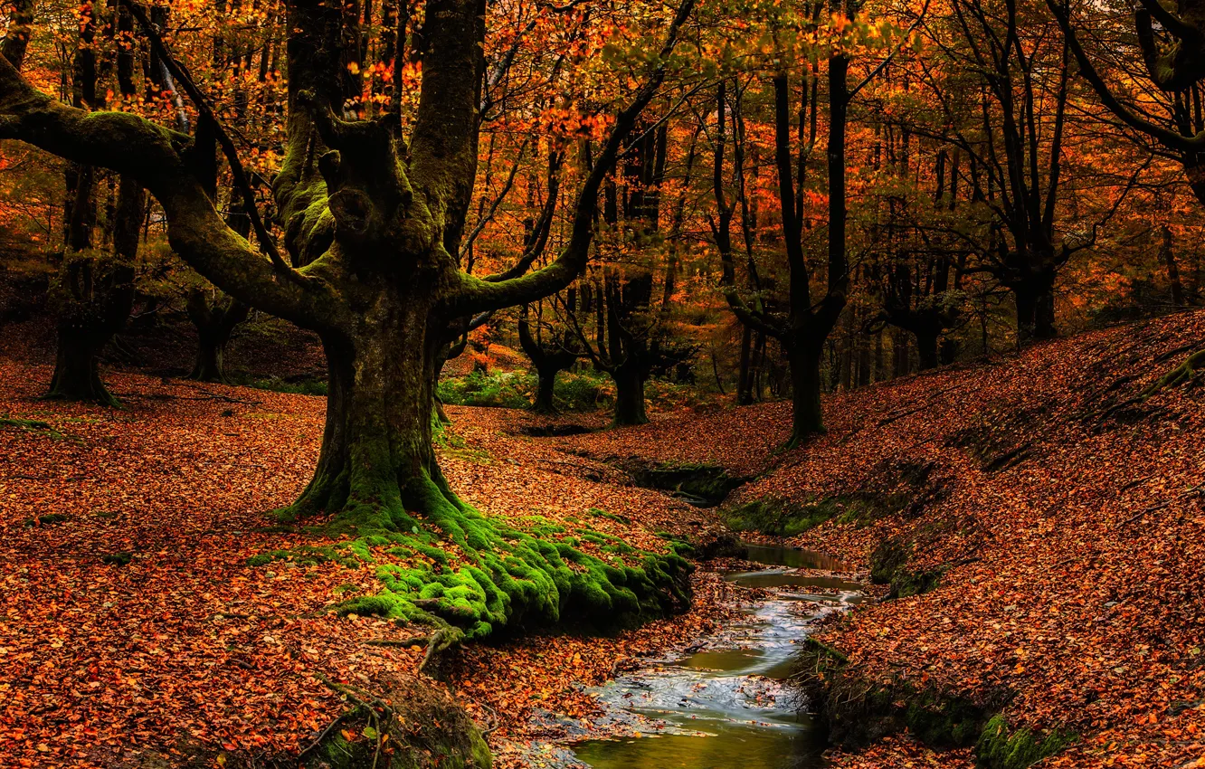 Photo wallpaper autumn, forest, leaves, trees, branches, stream, trunks, foliage
