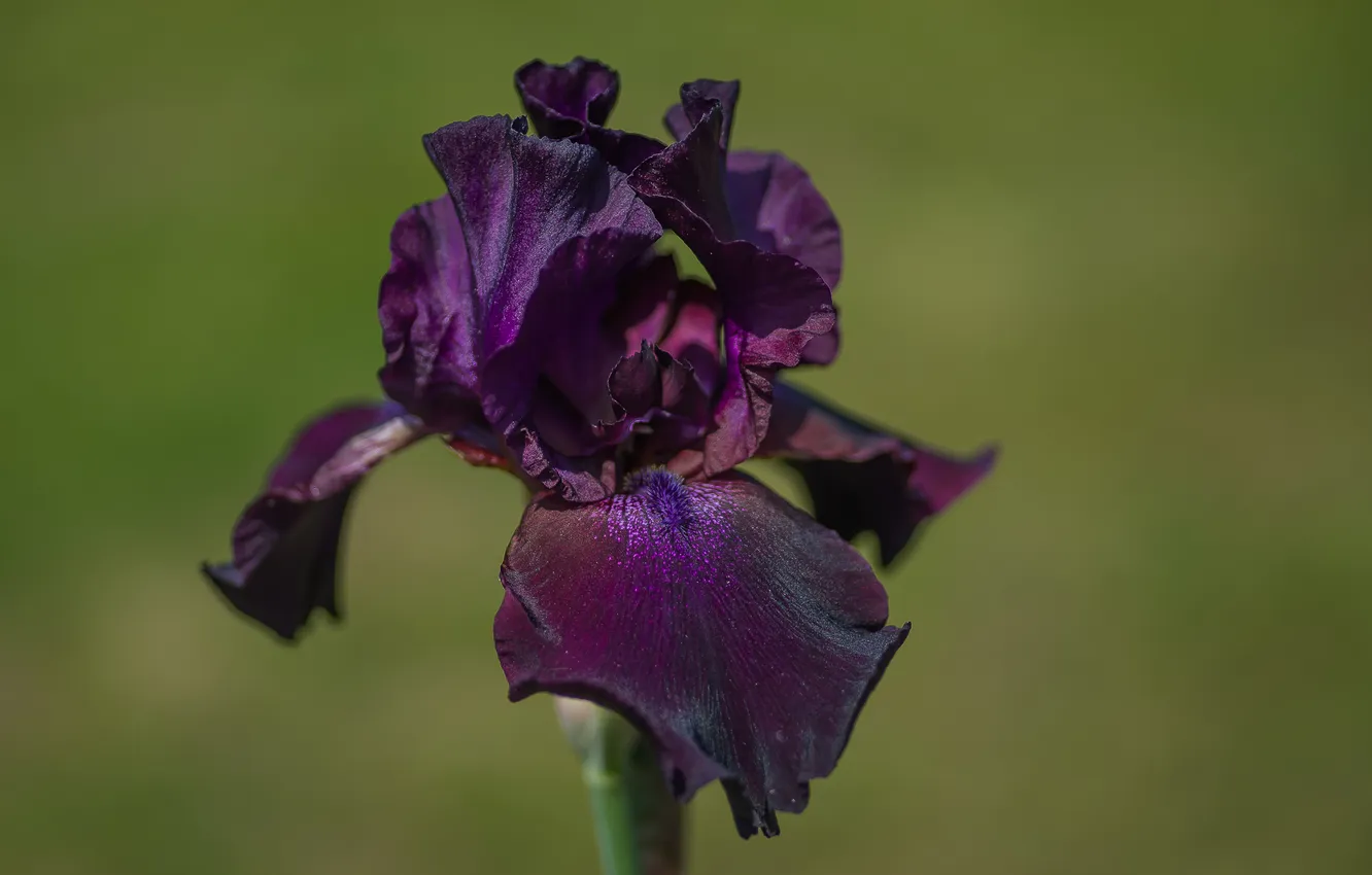 Photo wallpaper macro, flowers, nature, iris purple