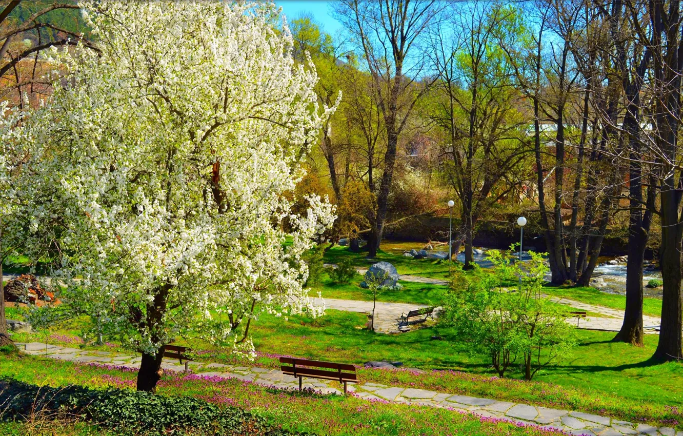 Photo wallpaper bench, nature, Park, spring, flowering, nature, park, spring